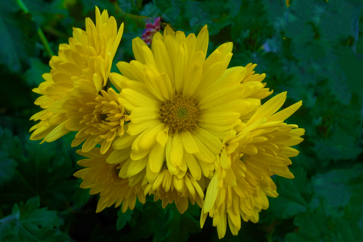 Жёлтые Хризантемы - Валентин Семчишин