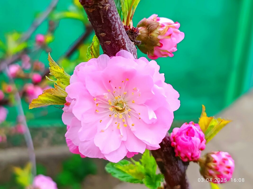 миндаль трёхлопастный (луизеания). - Слава Коломойцев миндаль трёхлопастный (луизеания). - Слава Коломойцев