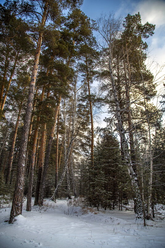 Зимний лес 1/5 - Barguzin_45 Иваныч