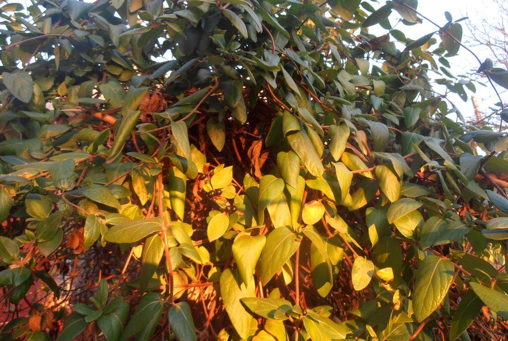 Вечерний свет в феврале - Наталья Вечерний свет в феврале - Наталья