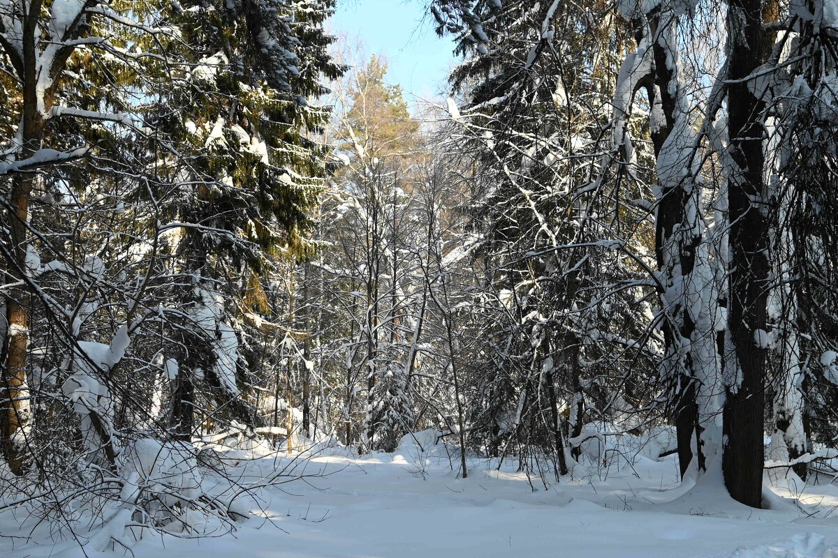Прогалина. - ВикТор Быстров