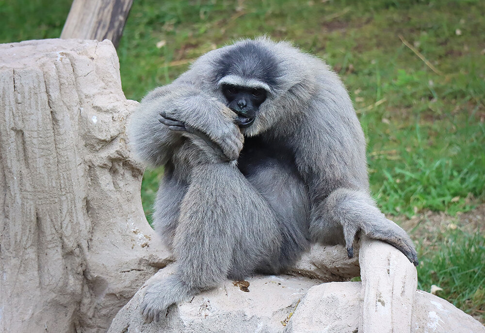 Гиббон - мыслитель - Галина Ильясова