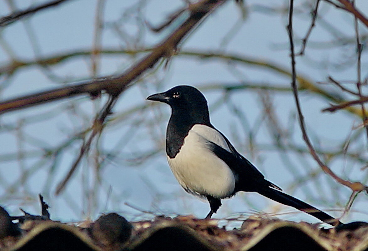 Где бы, чего бы... - Николай Саржанов