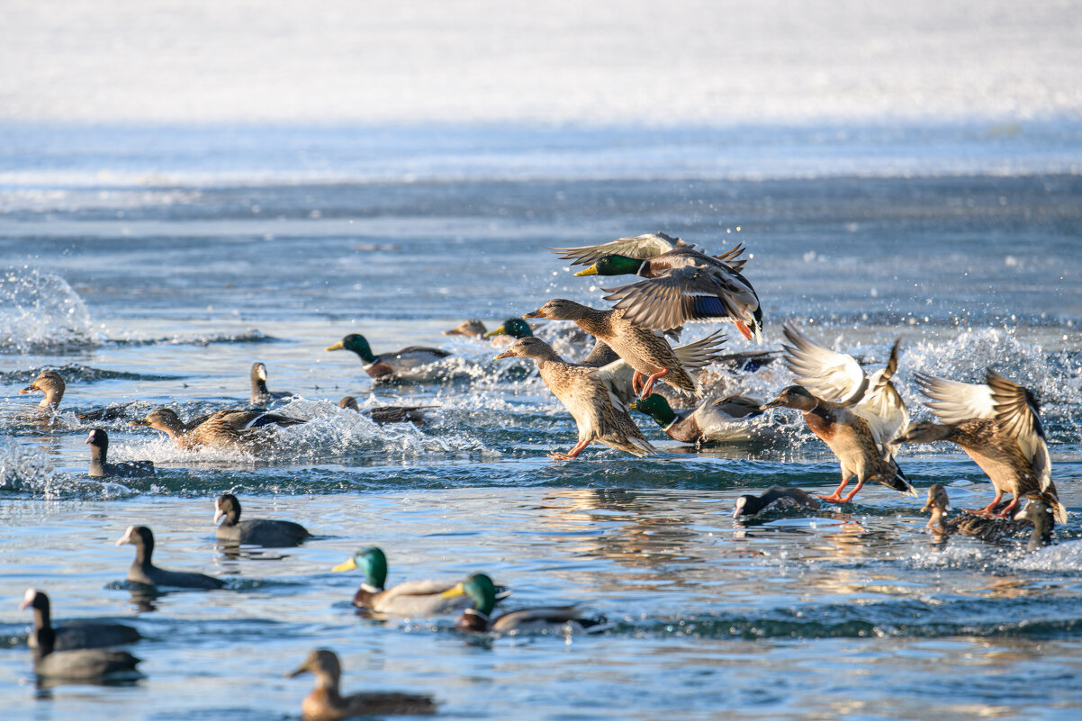 Кряквы приводняются - Дарья Меркулова