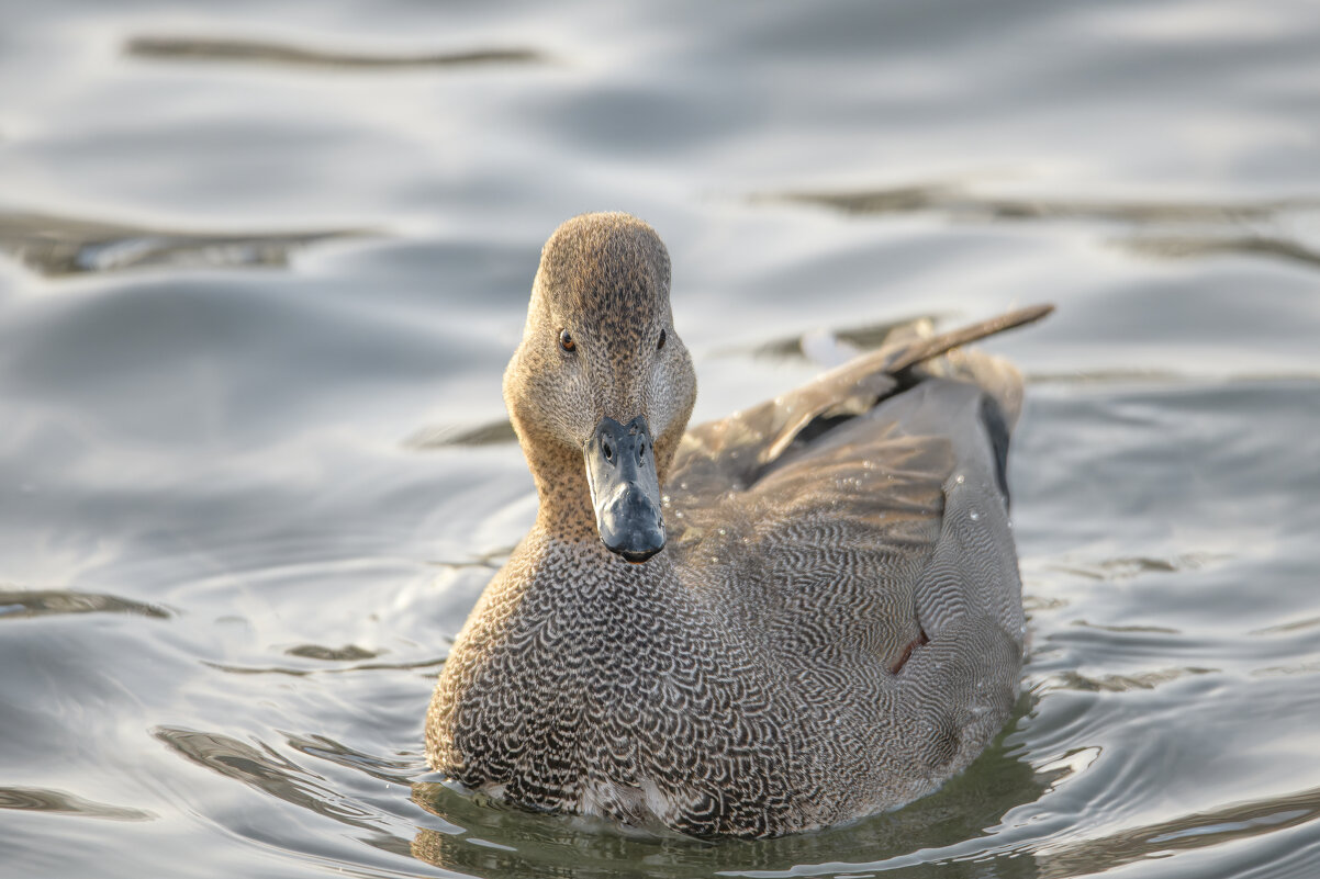 Самец серой утки - Дарья Меркулова