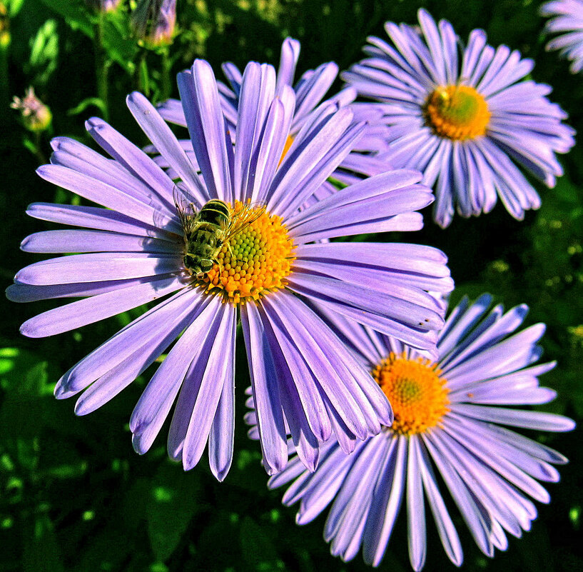 Фелиция в нашем саду - Игорь Сычёв