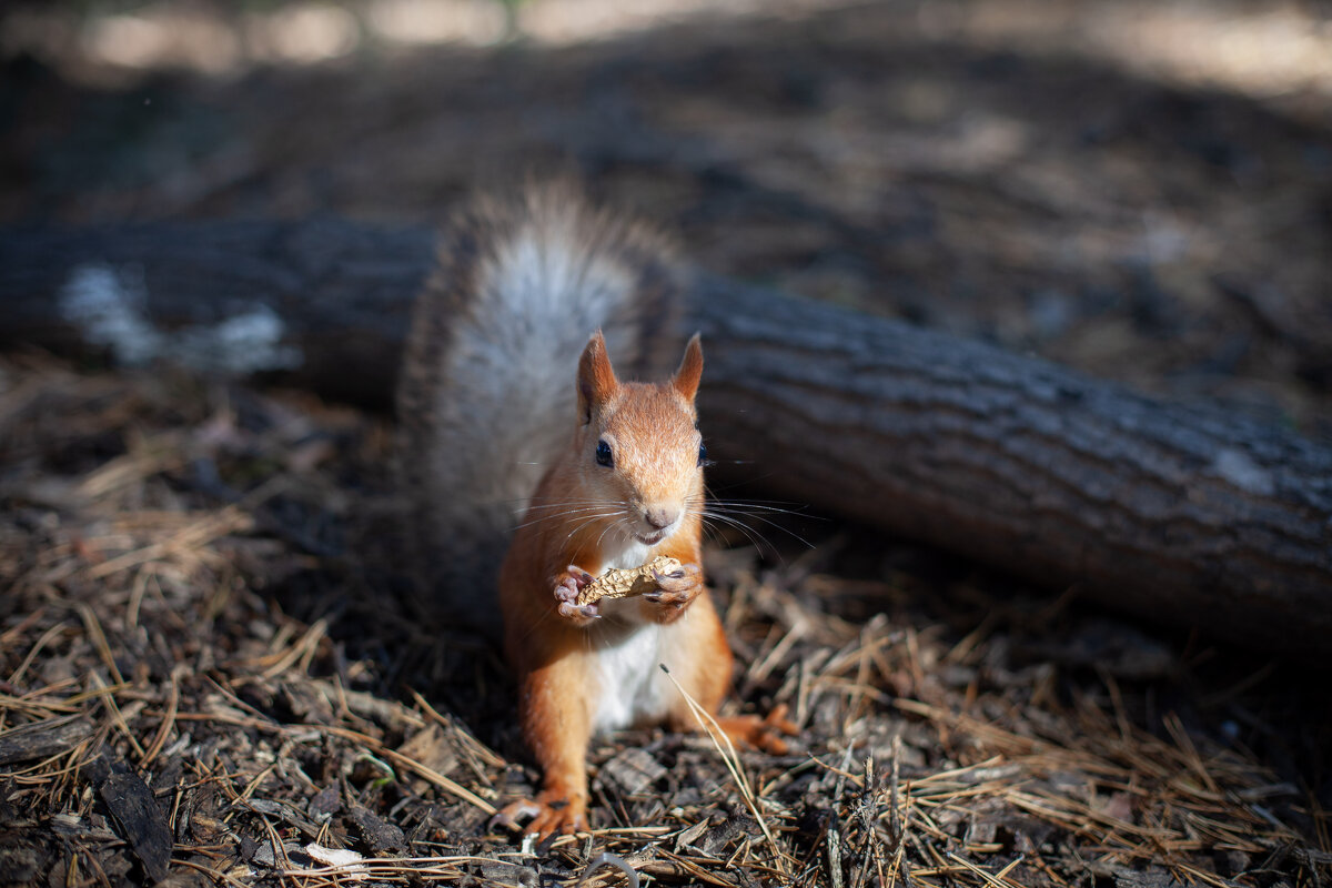 белка с арахисом - Антон Лихач
