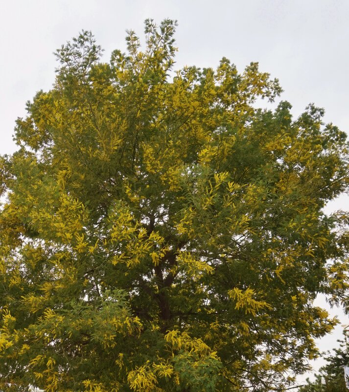 Мимоза - Nataly St. 