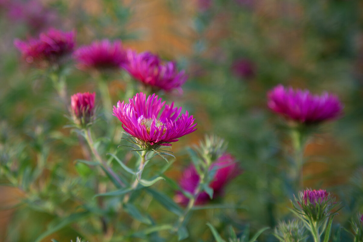 *** - Лилия * *** - Лилия *