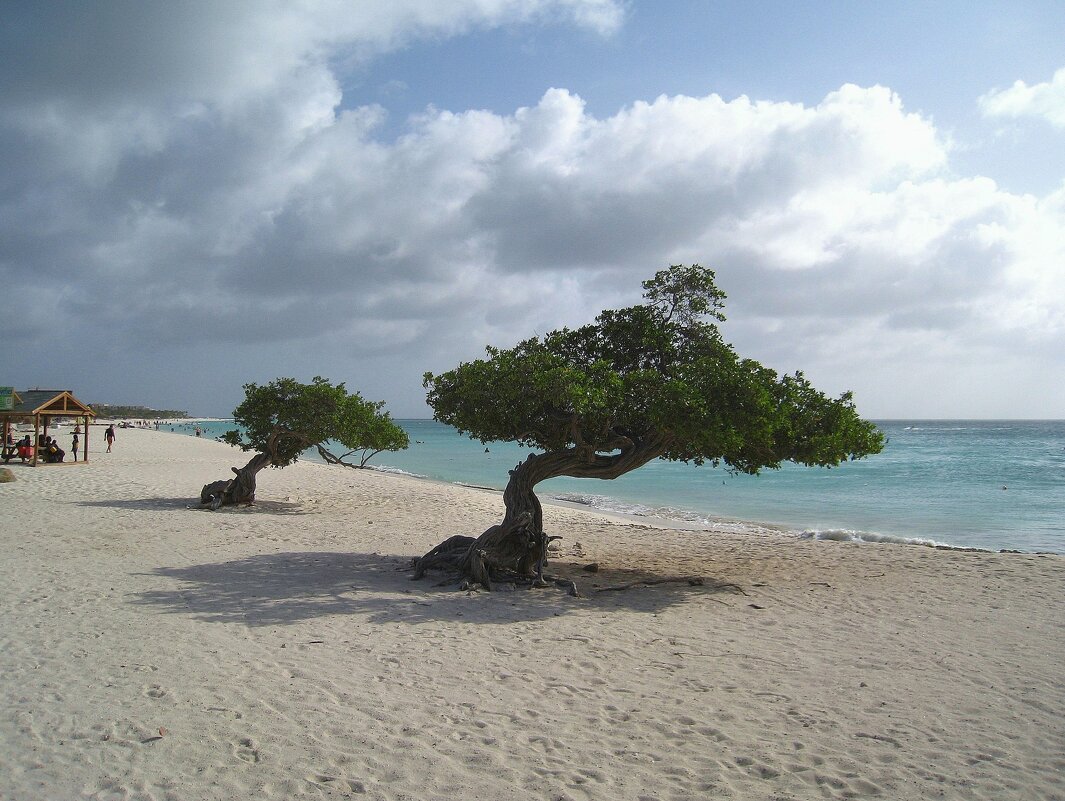 Игл Бич - один из самых лучших и самых красивых пляжей на острове Аруба. - unix (Илья Утропов)
