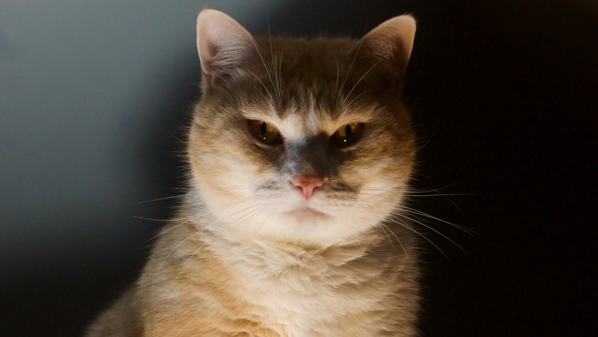 Шалопай - Дмитрий Редьков