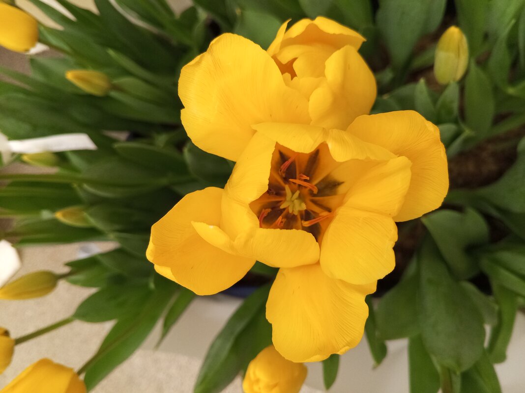 Тюльпан - Сапсан 