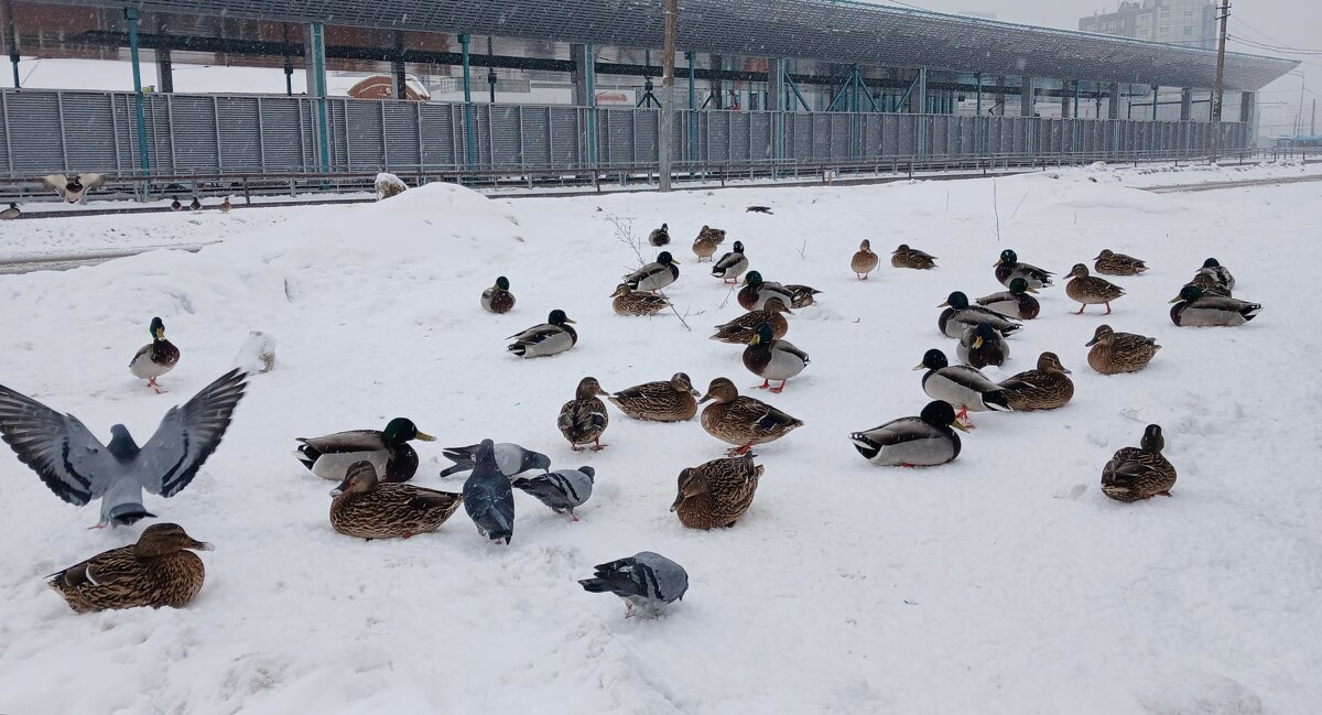 Птичник - Наталья Герасимова