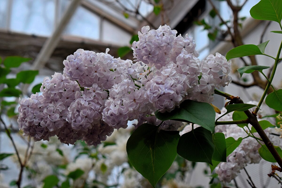 Ветка сирени приближает весну.. - Татьяна Помогалова Ветка сирени приближает весну.. - Татьяна Помогалова