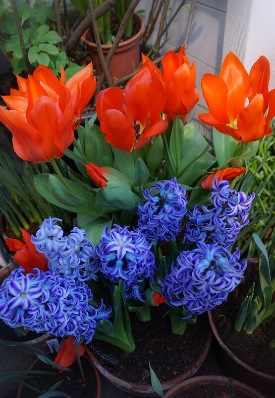 "Репетиция весны" в Аптекарском огороде - Ольга "Репетиция весны" в Аптекарском огороде - Ольга