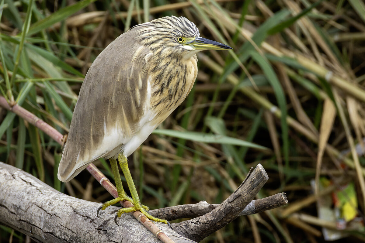Жолтая цапля. - Alexander Amromin Жолтая цапля. - Alexander Amromin