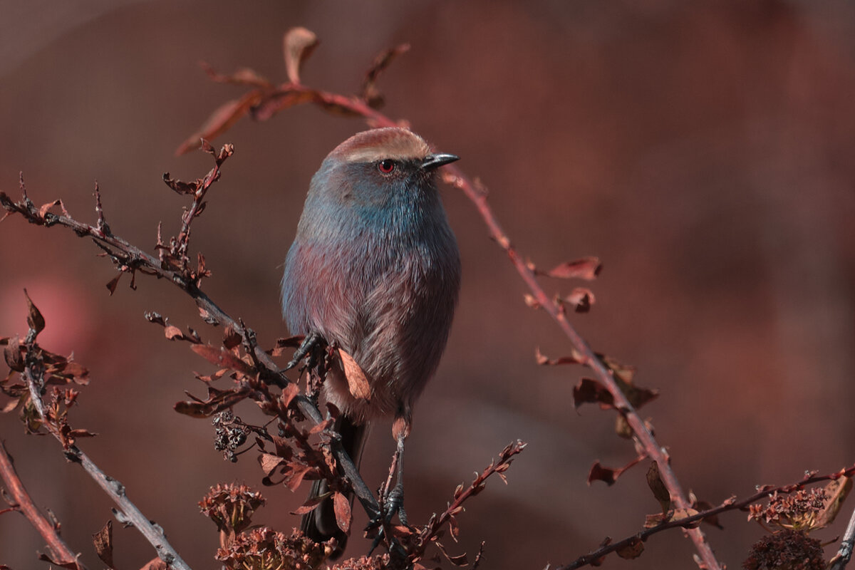 White-browed Tit-warbler - Yudong Liu