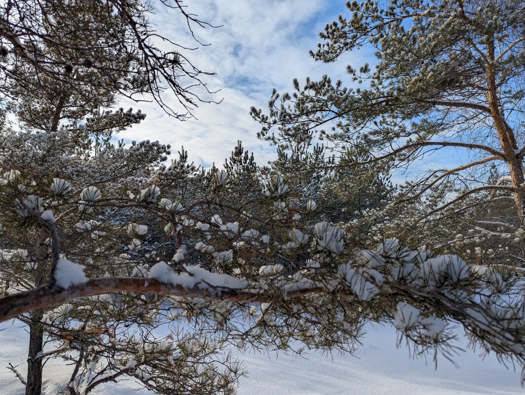 Сосновая глухомань - Андрей Хлопонин