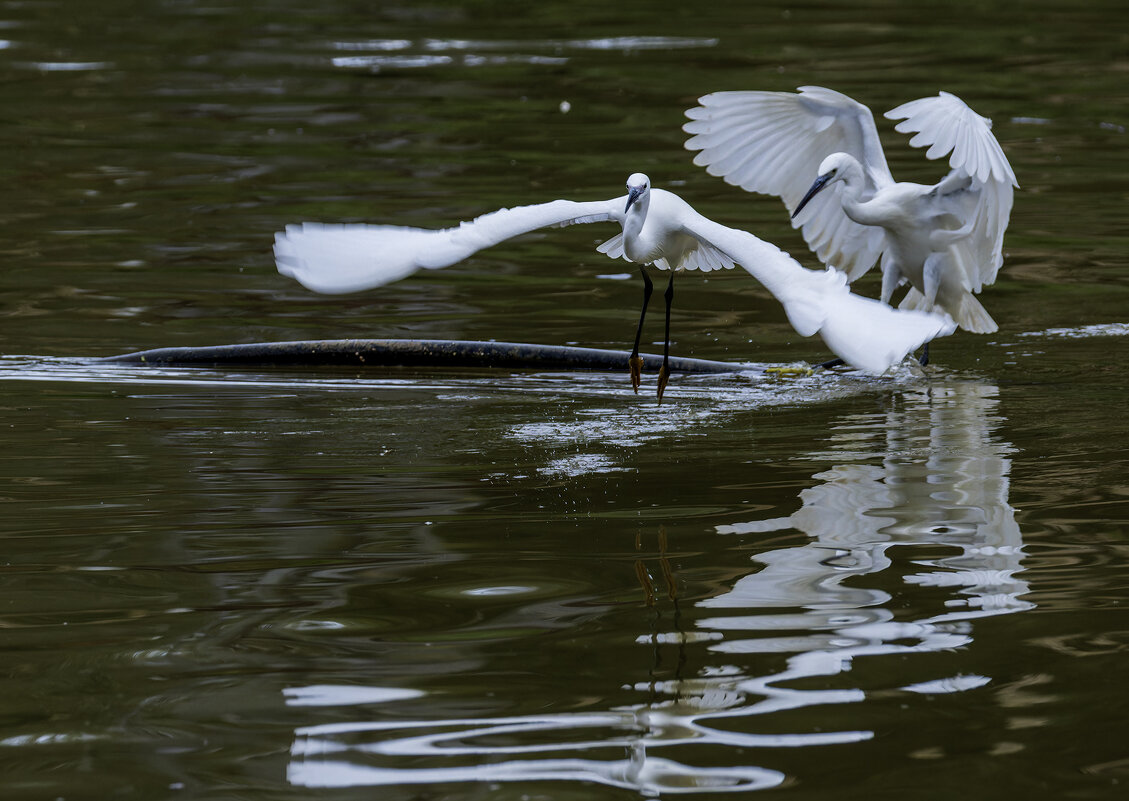 Малая белая цапля. - Alexander Amromin