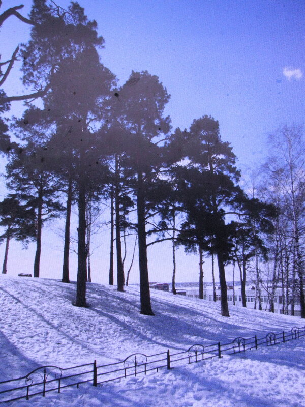 Сосны на пригорке - Людмила Смородинская