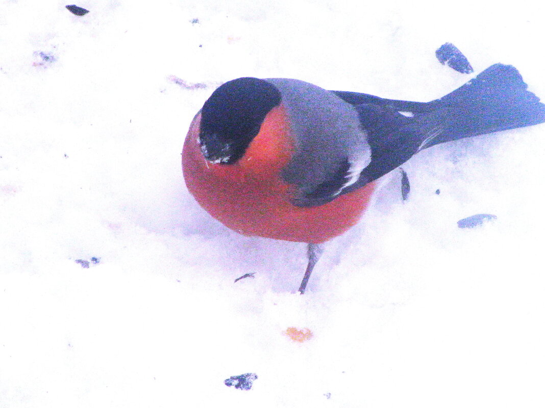 Красавчик прилетел - Людмила Смородинская