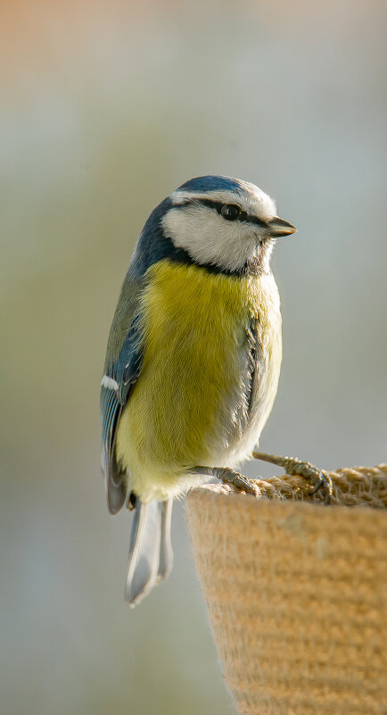 А вот и я...... - Sergey (Apg) А вот и я...... - Sergey (Apg)