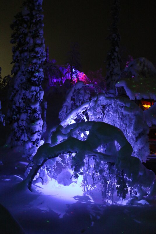 В Таинственном лесу - Ольга 