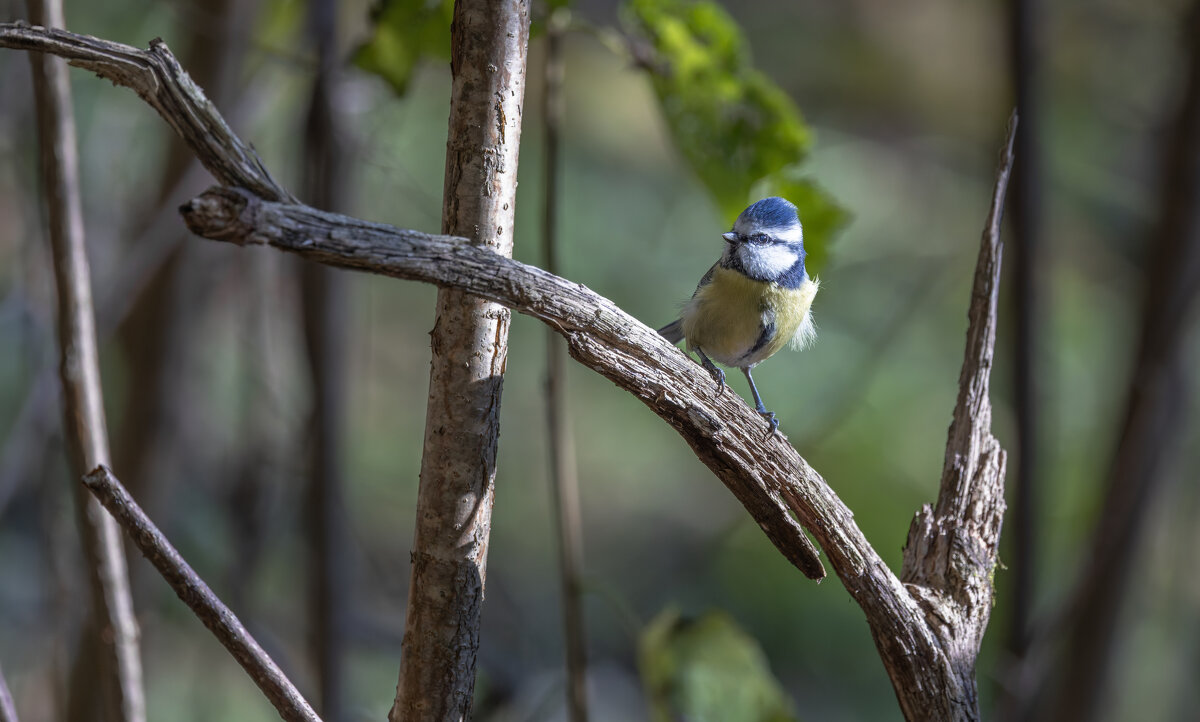 лазоревка - юрий макаров