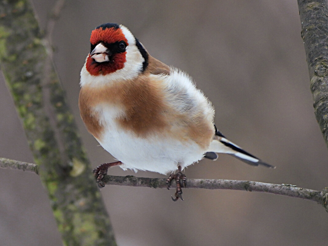 Щегол - Лина 