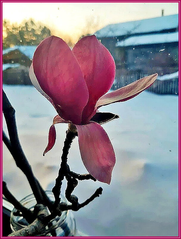 Цветок магнолии - Ольга Довженко