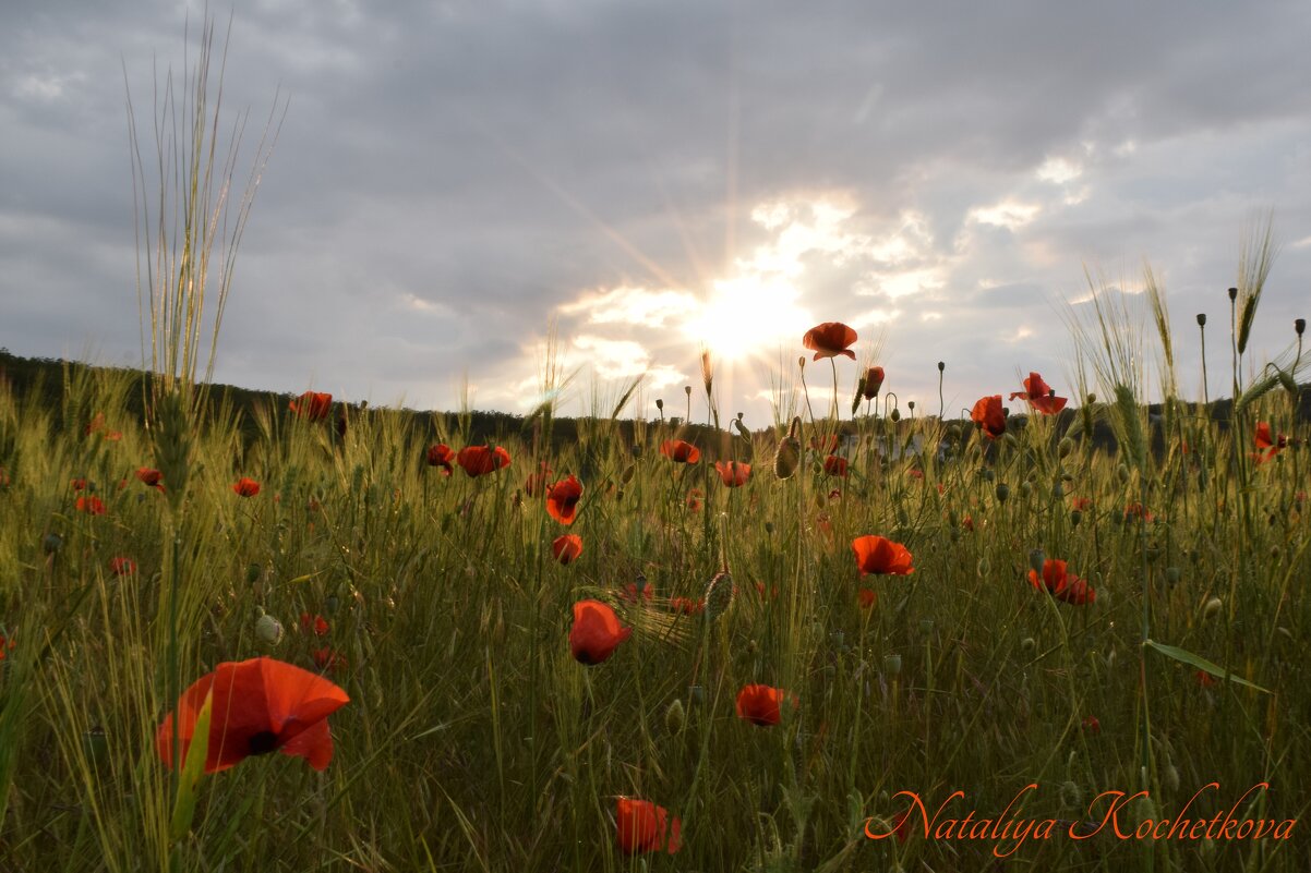 Природа Крыма - Amazing Cosmea