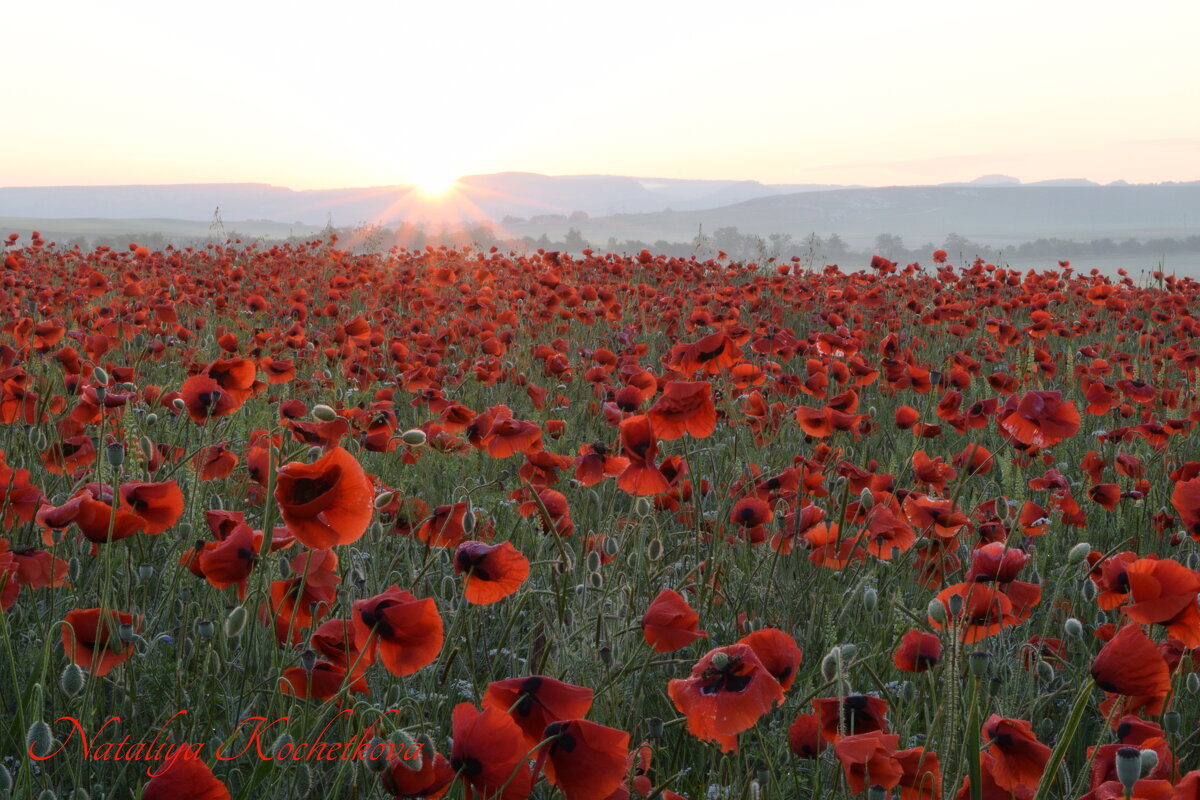 Природа Крыма - Amazing Cosmea