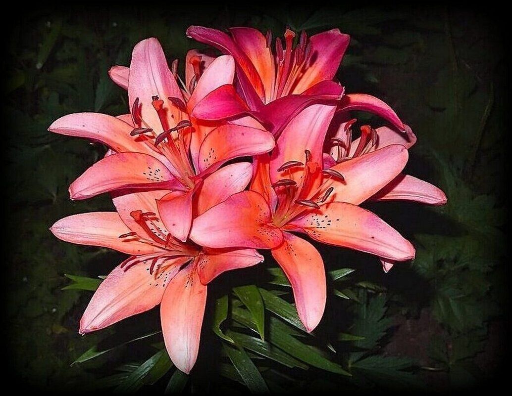 Лилии вечером - Наталья ***