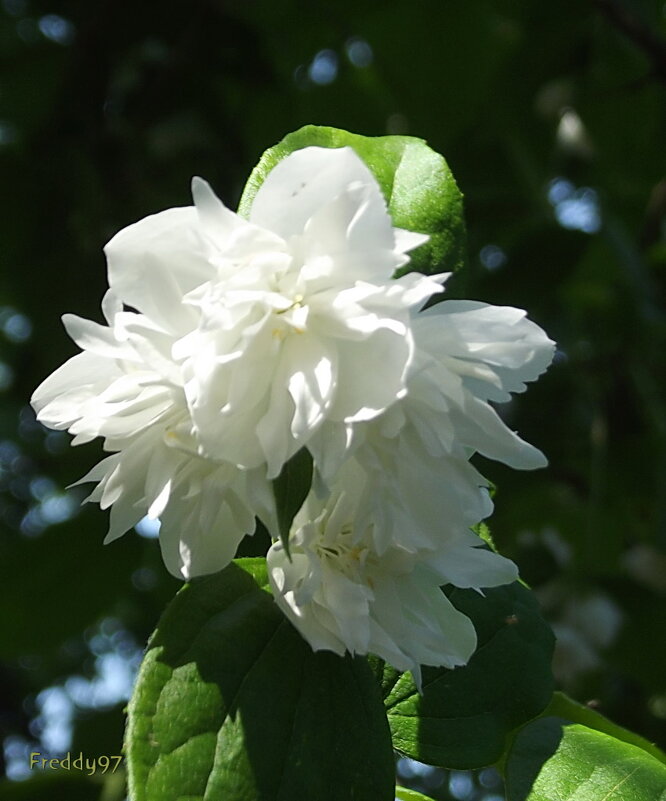 Жасмин - Freddy 97