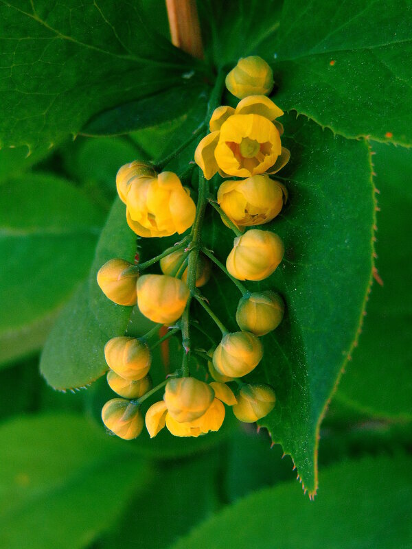 Барбарис. - nadyasilyuk Вознюк