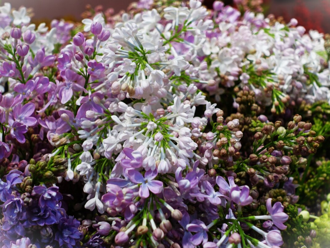 Сирень - Aida10 