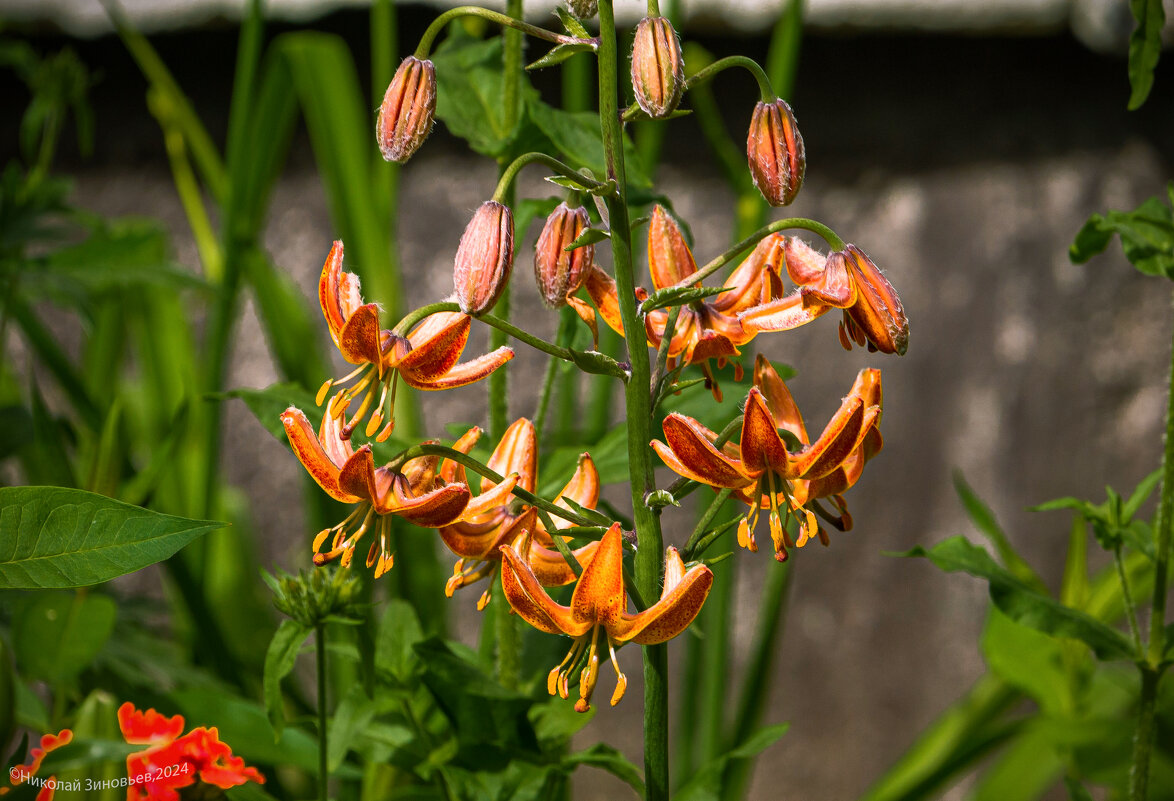 Лилия кудреватая мартагон Арабиен Кнайт (Arabien Knight) на городской клумбе в Ухте - Николай Зиновьев