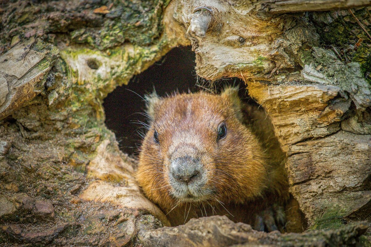 сурок - Аркадий Лаптенко