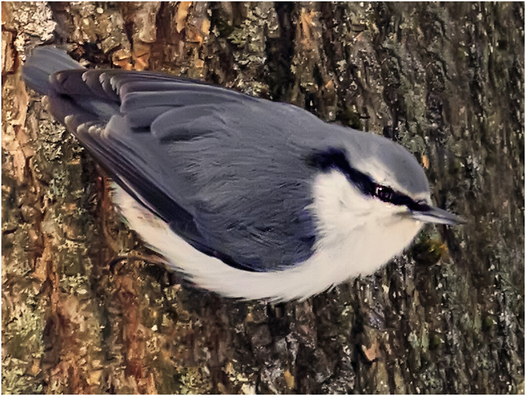 Обыкновенный поползень - Валентин Котляров Обыкновенный поползень - Валентин Котляров