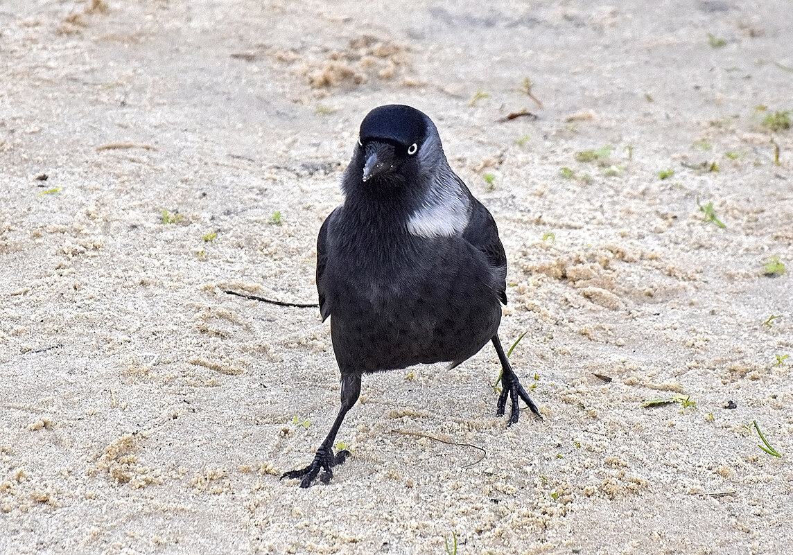 Не подходи! А то получишь. - Валентина Нефёдова Не подходи! А то получишь. - Валентина Нефёдова