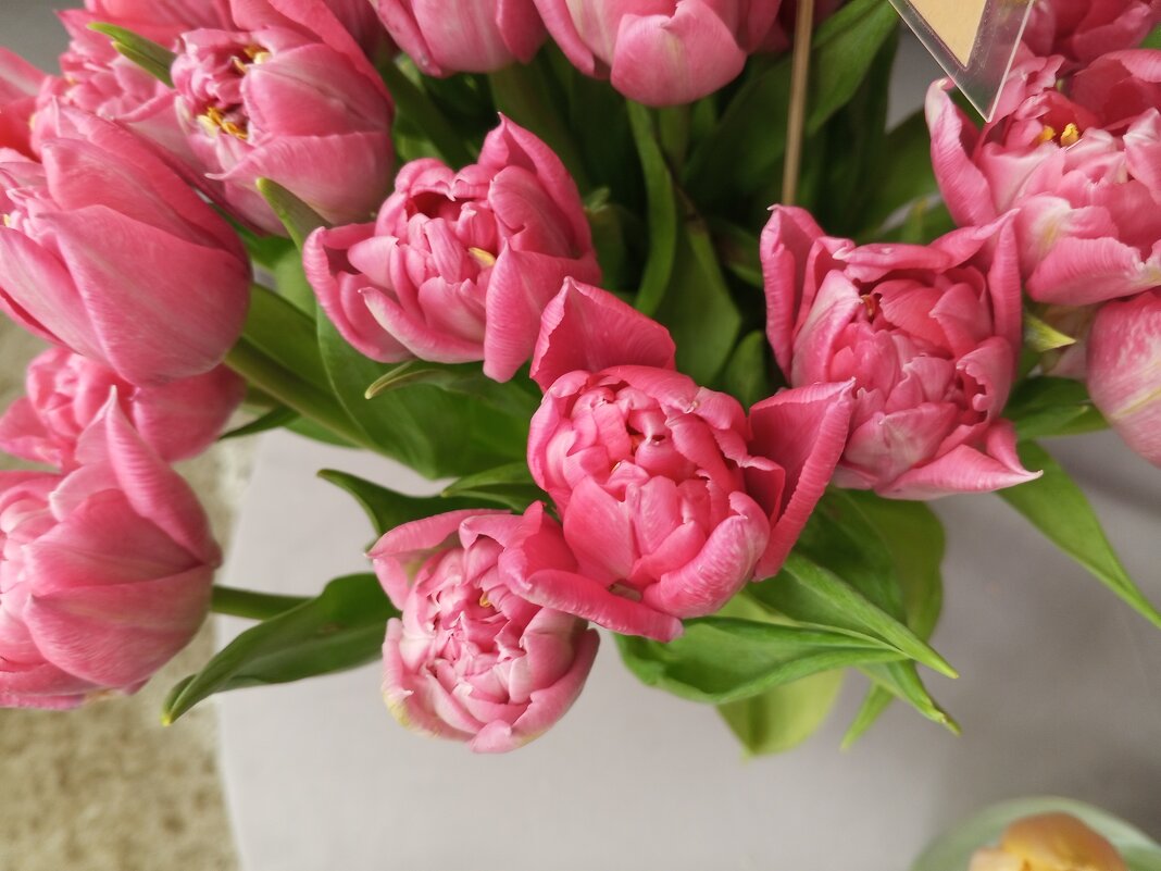 Тюльпан - Сапсан Тюльпан - Сапсан