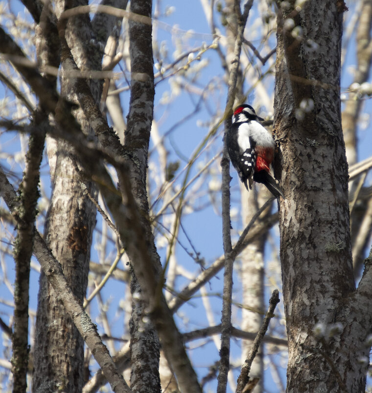 Дятел - Елена K Дятел - Елена K