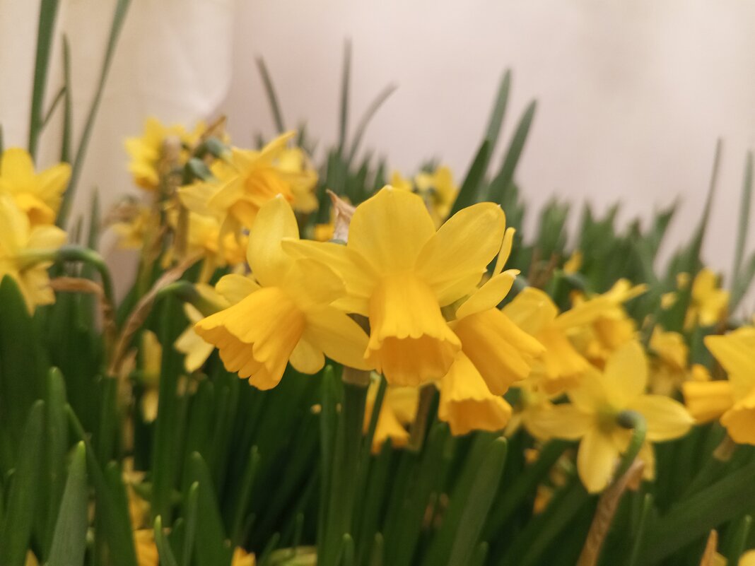 Нарцисс - Сапсан Нарцисс - Сапсан