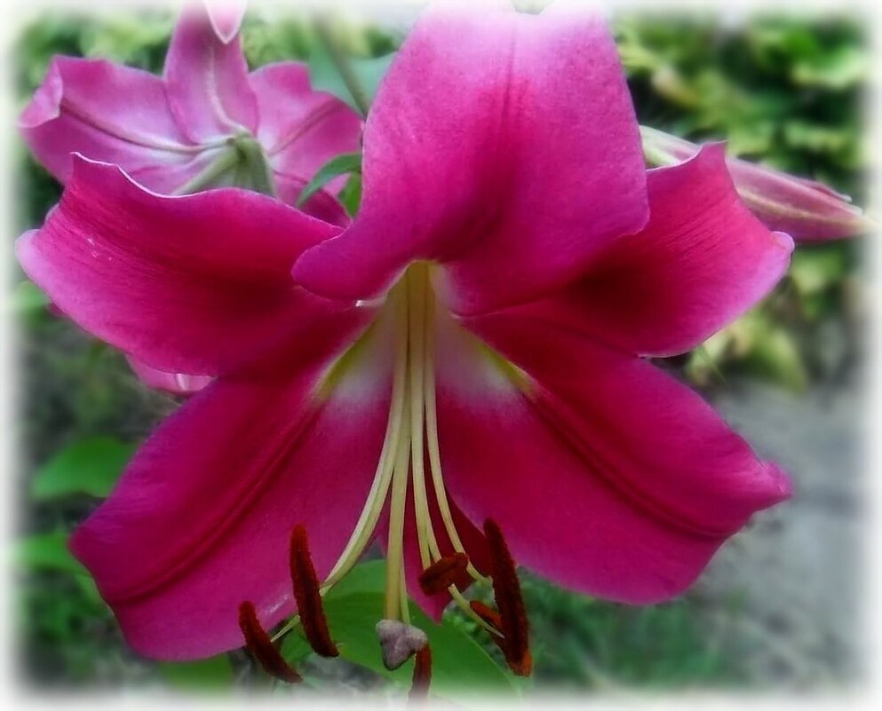 Трубчатая лилия - Елена Сухорученкова