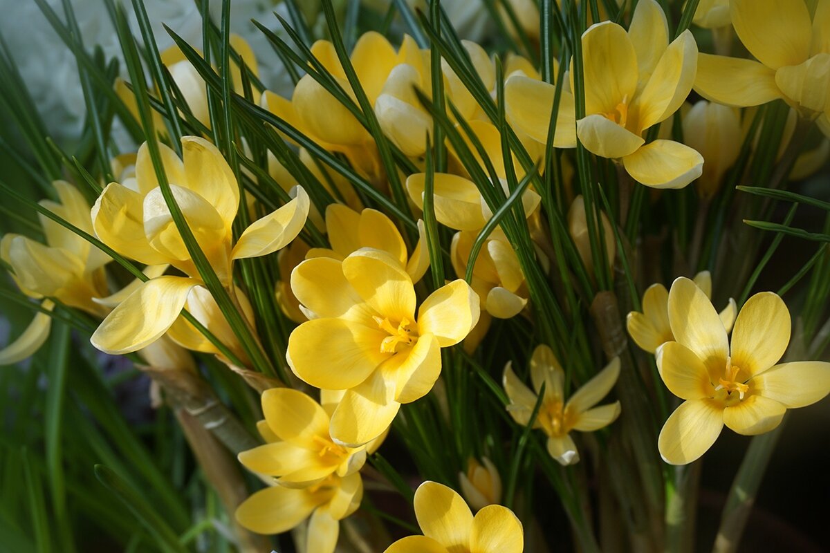 "Репетиция весны" в Аптекарском огороде - Ольга "Репетиция весны" в Аптекарском огороде - Ольга