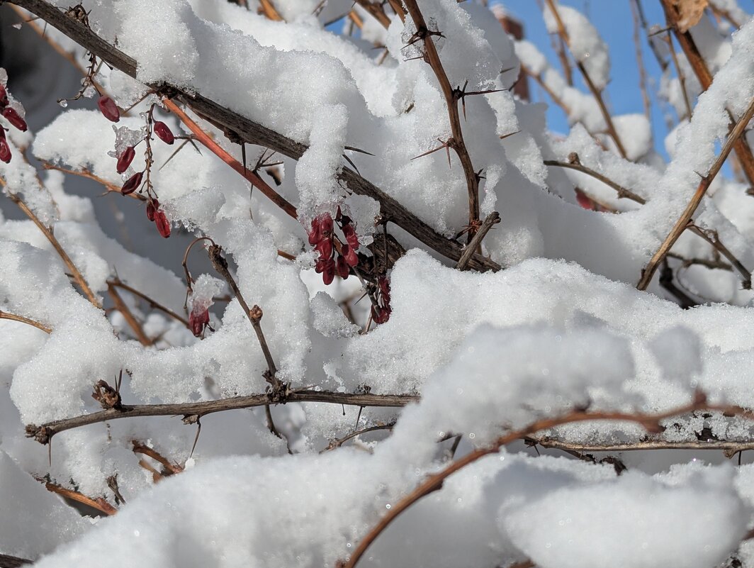 Барбарис под снегом. - Андрей Хлопонин Барбарис под снегом. - Андрей Хлопонин