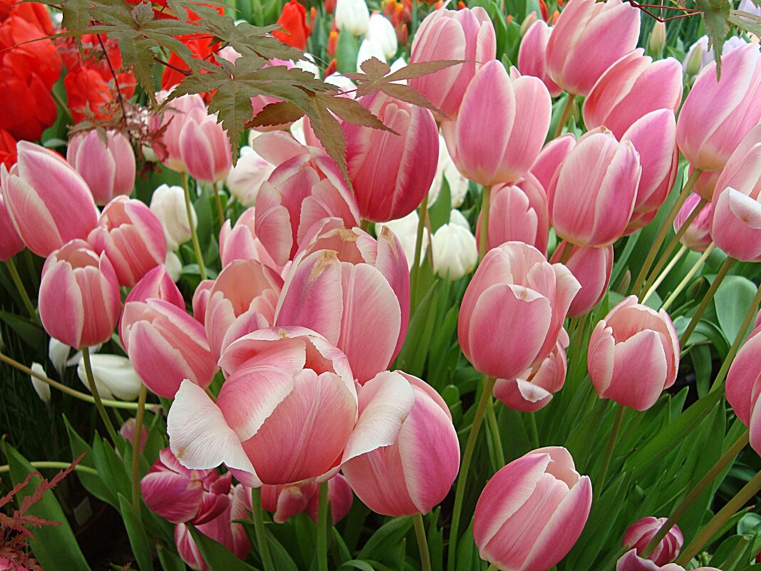 НЕЖНОСТЬ ТЮЛЬПАНОВ - Лидия Бусурина НЕЖНОСТЬ ТЮЛЬПАНОВ - Лидия Бусурина