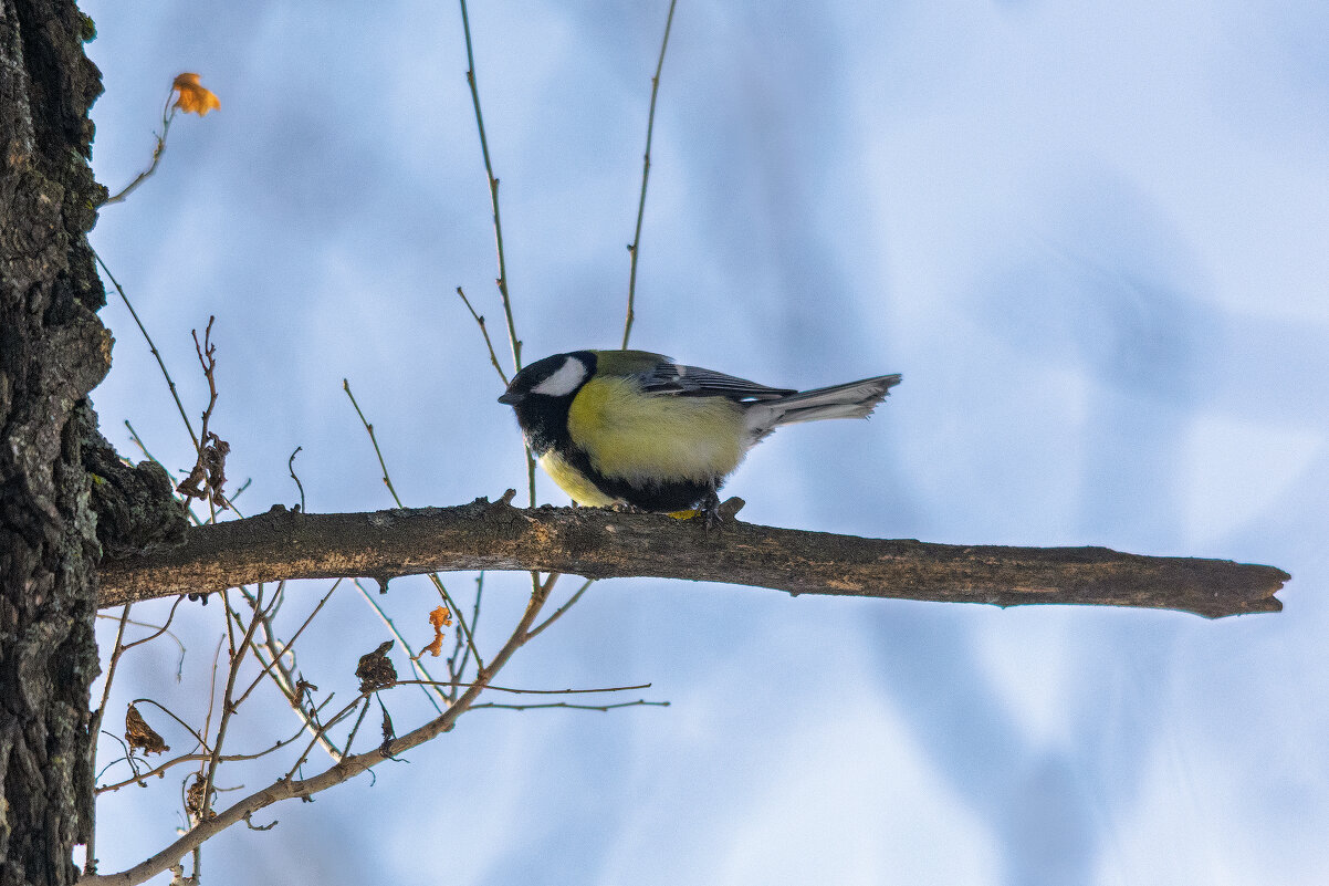 *** - Виктор Иванович Чернюк