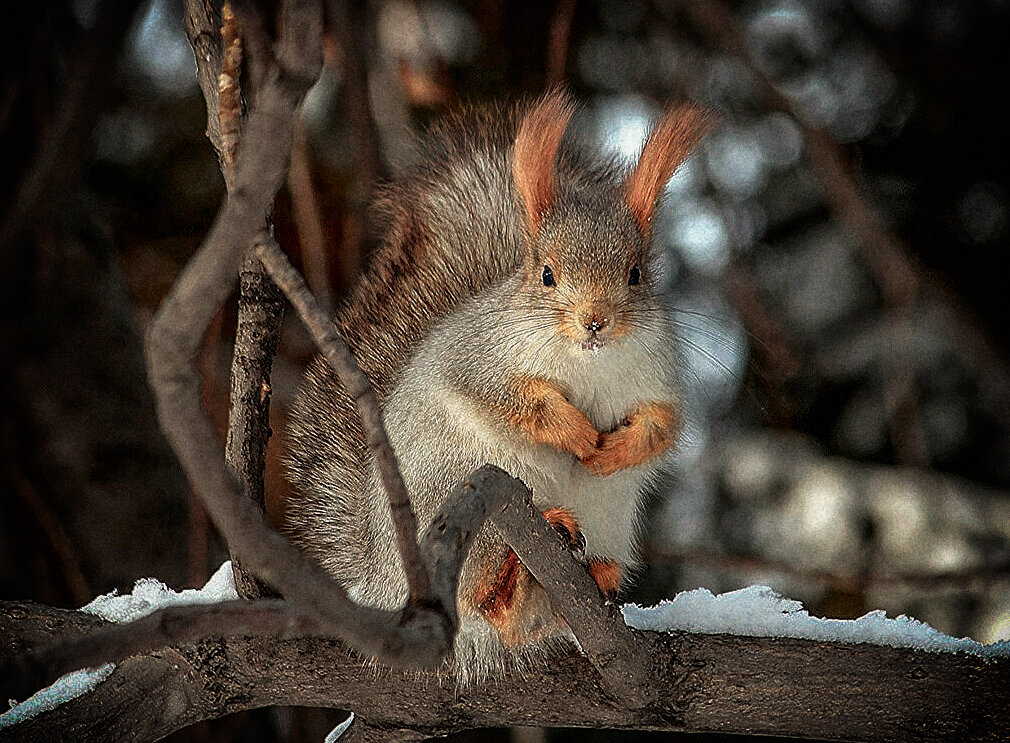 Как всегда - "поза побирушки" - елена беликова