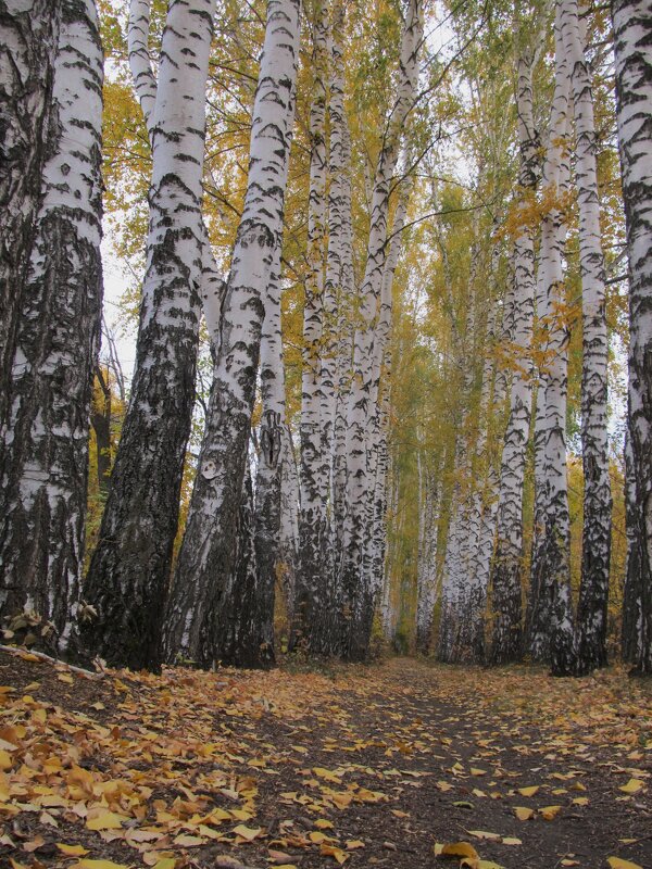 октябрь в берёзовой аллее - Елена Шаламова октябрь в берёзовой аллее - Елена Шаламова
